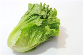 生菜