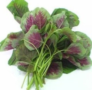 红叶苋菜
