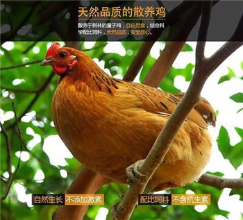 走地清远鸡